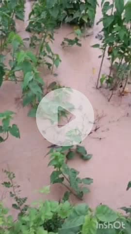 भरतपुर: गांव रामनगर में कोनी बंद का पानी पहुंचा, ज्वार, बाजरा आदि की फसल में हुआ गलाव