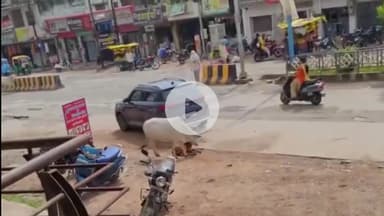 सिंधी कैंप मोड के पास कार चालक ने बछड़े पर चढ़ाई कार, बछड़ा गंभीर घायल, घटना CCTV में कैद