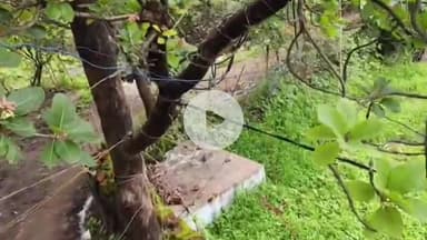 नरसिंहगढ़: न्यूनयाहेडी में बिजली के झुकते सड़े पुराने तरो से बिजली जो रही सप्लाई ही रहे हादसे लोग बोले कोई नहीं सुनता #jansamsya