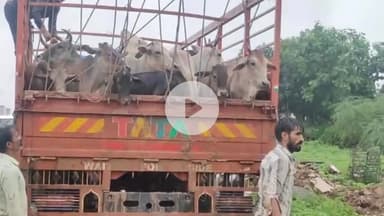 पवई: अजयगढ़ क्षेत्र के कई गांवों से गोवंशों को वाहनों से गौशालाओं में भेजने की कार्रवाई जारी
