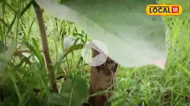 अंग्रेज़ों ने जिसे काटा, तांत्रिकों ने पूजा, मरीजों ने अपनाया—चमत्कारी दहीमन पेड़ की रहस्यमयी कहानियाँ और औषधीय खूबी..