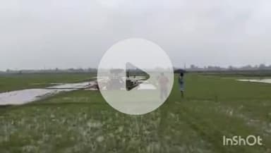 कटकमसांडी: कटकमसांडी प्रखंड में बारिश के बाद किसानों ने की धान की रोपनी, पारंपरिक गीत गाकर लगा रहे धान