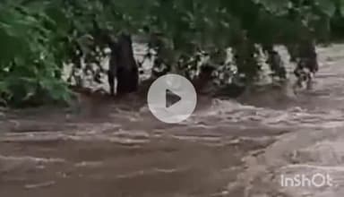 गुना: झागर नदी में ट्रैक्टर निकालने के दौरान तेज बहाव में कूदा ड्राइवर, पेड़ पर चढ़कर बचाई जान