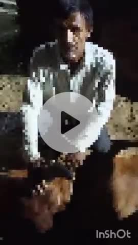 जानसठ: भोपा के मोरना कस्बे में विद्युत विभाग की बड़ी लापरवाही, एक बेज़ुबान गौवंश की करंट लगने से दर्दनाक मौत