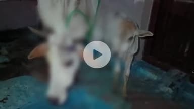 अमरपाटन में मुस्लिम युवक ने गाय व बछिया को लाठी-डंडों से पीटा, आंख फोड़ी