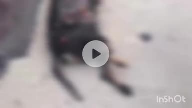 बड़गांव: उदयपुर: शोभागपूरा में बेजुबान श्वान को जिंदा जलाने की घटना, शहर में मचा हड़कंप