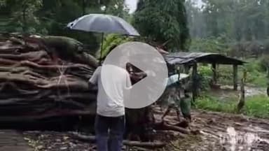 ब्यौहारी: ब्यौहारी खरपा मार्ग पर बरगद का पेड़ गिरने से लगा जाम