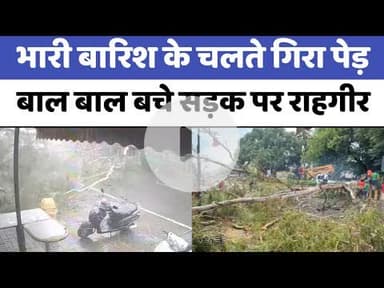 Bareilly : भारी बारिश के चलते गिरा पेड़, बाल बाल बचे सड़क पर राहगीर...
