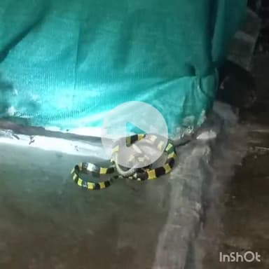 कोरबा: बालको स्थित MTI हॉस्टल में दुर्लभ दृश्य, अहिराज सर्प ने दूसरे सर्प को बनाया शिकार, रेस्क्यूअर टिनू आनंद ने किया सफल