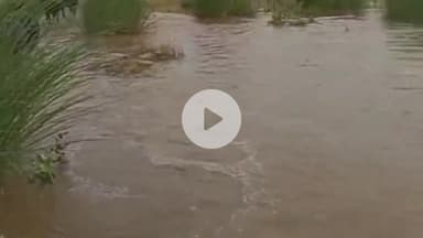 सहार: सहार अंचल में SDRF टीम ने चलाया राहत एवं बचाव अभियान, कई किसान और मवेशी सुरक्षित स्थानों पर पहुँचाए गए