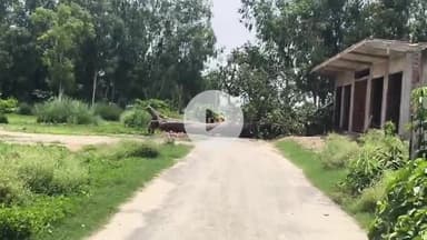 जयसिंहपुर: लबदेहा गांव के रोड पर आम का पेड़ गिरने से आवागमन पूर्ण रूप से बाधित