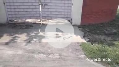 कटिहार: रेलवे ऑफिसर कॉलोनी के क्वार्टर में निकला गेहूंअन साँप, लोगों ने झाड़ियाँ साफ करने की मांग की