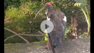 किस्को: युवकों ने पतंग के धागे में फंसे साइबेरियन पक्षी को बचाया, वन विभाग को सौंपा