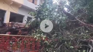 राजसमंद: राजसमंद के राजनगर में विशाल वटवृक्ष धराशायी, बड़ा हादसा टल गया