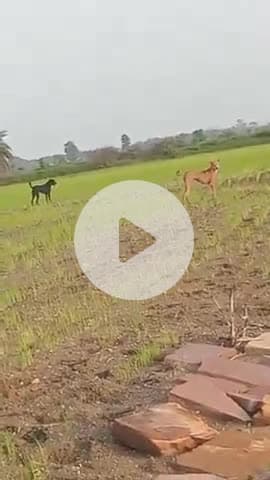 ये दोनोंदेखने में बहुत शरीफ घर के दिखाई देते हैं पर जब भी कोई इन दोनों में से एक की भी बुराई करदे तो भगा भगा कर पीटते है