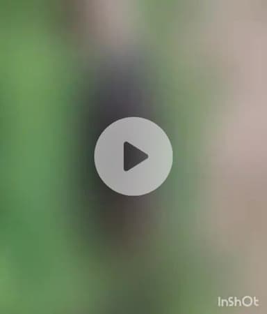 औरैया: बरदौली क्षेत्र में बोरी में भरकर युवक का शव फेंकने की सूचना पर दौड़ी पुलिस, छानबीन में शव मवेशी का निकला