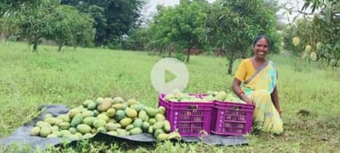 सिमडेगा: सिमडेगा JSLPS द्वारा चौराटांड़ गांव की महिला की सफलता की कहानी जारी, आम बागवानी से बनी आत्मनिर्भर