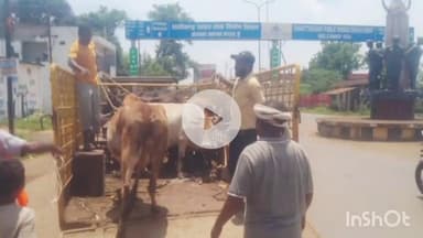 जगदलपुर: नगर निगम जगदलपुर ने आवारा मवेशियों पर की कार्रवाई, पकड़े गए मवेशियों को भेजा गया कांजी हाउस