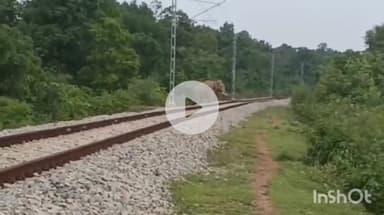 उदयपुर धरमजयगढ़: प्रेमनगर रेलवे लाइन के पास दिखा एक जंगली हाथी