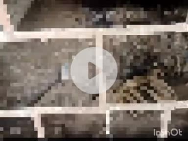 बल्देवगढ़: ग्राम इमलाना के शासकीय खंडहर भवन में मिले मवेशियों के कंकाल, पुलिस ने अज्ञात पर मामला दर्ज किया