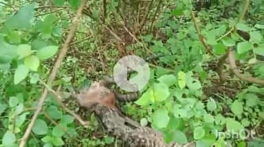 गुना: खेजरा चक गांव के जंगल में मिला हिरण का शव, ग्रामीणों को तेंदुए की आशंका, वीडियो वायरल