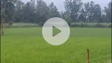 बीसलपुर: बिथरा गांव में वापस लौटी दहशत फैलाने वाली बाघिन, वन विभाग की टीम ने जारी किया अलर्ट