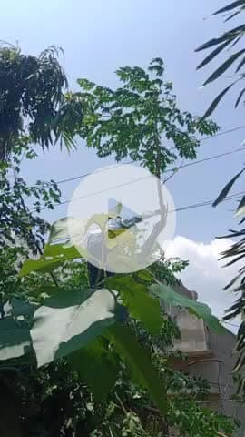 कलीनगर: पेड़ की टहनी काटने के लिए विद्युत विभाग का अभियान, छतरी चौराहे फीडर की लाइट रहेगी प्रभावित