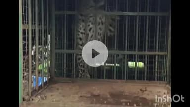 राजसमंद: राजसमंद के वन विभाग के पिंजरे में कैद हुआ पैंथर, सेवाली में लगाया गया था पिंजरा