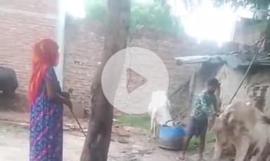 बदायूं: ग्राम कलिया काजमपुर में घुमंतू गाय को बंधक बनाकर डंडे से पीटने का वीडियो हुआ वायरल