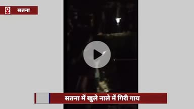 सतना में खुले नाले में गिरी एक गाय, लोगों ने नगर निगम को दी सूचना; सुरक्षित निकाला गया बाहर