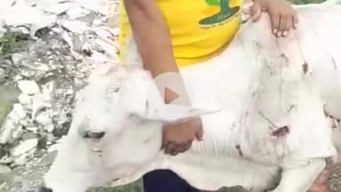 बड़गांव: भुवाणा में अज्ञात वाहन ने गाय को मारी टक्कर, राहगीरों ने घायल गाय को पशु चिकित्सालय पहुंचाया