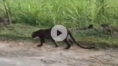 तरबगंज: उमरी बेगमगंज के सोनौली मोहम्मदपुर में तेंदुआ दिखने से ग्रामीणों में दहशत, वन विभाग से एहतियाती कदम उठाने की अपील