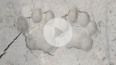 बीसलपुर: रामनगर गांव में खेत में मिले बाघ के पगमार्क, वन विभाग की टीम जांच में जुटी