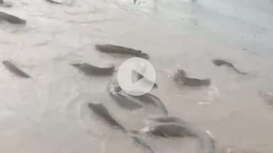 रियां बड़ी: रियांबड़ी क्षेत्र के लांपोलाई गांव में मूसलाधार बारिश के बाद सड़क पर बहते पानी में तैरने लगीं मछलियां