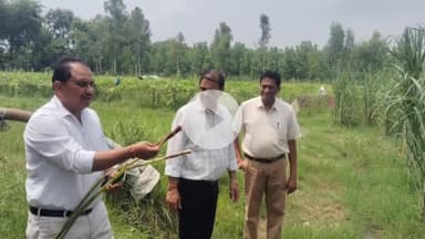 ठाकुरद्वारा: शरीफनगर चीनी मिल के अधिकारियों ने गन्ना खेतों का निरीक्षण किया, कीट व रोग नियंत्रण के लिए दिए सुझाव