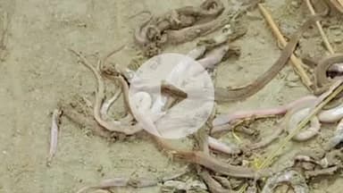 कप्तानगंज: खोटही गांव में एक जगह से निकले सैकड़ों कोबरा सांप के बच्चे, वीडियो हुआ सोशल मीडिया पर वायरल