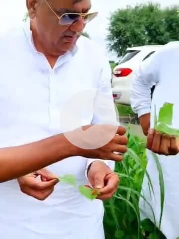 तारानगर: विधायक नरेन्द्र बुडानिया ने विधानसभा क्षेत्र तारानगर में किसानों से रूबरू होकर फसलों का लिया जायजा, बताई कीट की समस्या