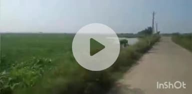 शाम्हो अकहा कुरहा: गंगा और क्यूल नदी के जलस्तर में वृद्धि से शाम्हो प्रखंड के मैदानी इलाकों में बाढ़ का पानी फैला