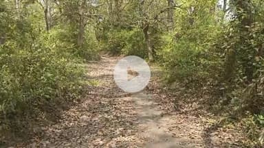 फरेंदा: ग्राम सेमरहनी के रामनगर टोले में बिना परमिट सागौन पेड़ की कटाई पर ठेकेदार और मालिक पर ₹20 हजार का जुर्माना