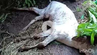 गढ़बोर: चारभुजा थाने के सामने पैंथर घर में घुसा, गाय के बछड़े को बनाया शिकार; इलाके में दहशत, वीडियो आया सामने