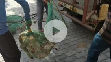 भीलवाड़ा: भीलवाड़ा शहर में नगर निगम द्वारा आवारा श्वानों को पकड़ने की कार्रवाई जारी