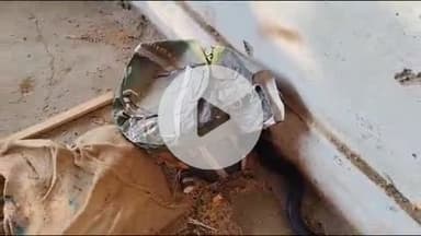 लाडपुरा: भामाशाह मंडी में एक दुकान के ग्रेडिंग प्लांट में आया 5 फीट लंबा कोबरा सांप, मजदूरों ने किया रेस्क्यू