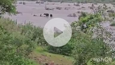 ब्यौहारी: देवलौंद: बाणसागर डैम के गेट खुलने से सुखाड़ गांव के पास सोन नदी के टापू में फंसे दो दर्जन से अधिक मवेशी