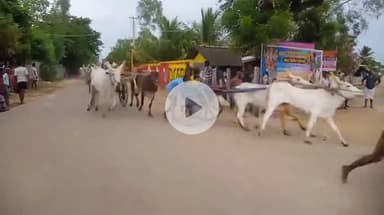 ஆவுடையார் கோவில்: வேல்வரை கிராமத்தில் மாட்டுவண்டி போட்டி- ₹3.5 லட்சம் ரொக்கப் பரிசுகள் வழங்கப்பட்டது