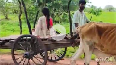 गुना: जमडेरा गांव में घर पर डिलीवरी, बैलगाड़ी से जच्चा-बच्चा को एम्बुलेंस तक पहुंचाया गया