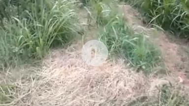 ਫਿਲੌਰ: ਫਿਲੋਰ ਦੇ ਪਿੰਡ ਸਮਰਾਰੀ ਵਿਖੇ ਖੇਤਾਂ ਚ ਮਿਲਿਆ ਇੱਕ ਨਵਜਾਤ ਬੱਚੇ ਦਾ ਭਰੂਣ