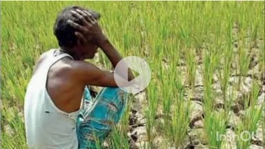 उतरौला: उतरौला में मानसून की बेरुखी से किसान परेशान, धान की रोपाई पर संकट के बादल छाए