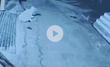 इछावर: इछावर थाना क्षेत्र में बाइक चोरी की चार वारदातें, सीसीटीवी में कैद हुए चोर, पुलिस जांच में जुटी