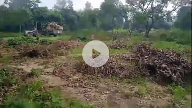 नौगावां सादात: नौगांवा तहसील क्षेत्र में भूमाफियाओं के हौसले बुलंद, काट दिए आम के हरे-भरे पेड़