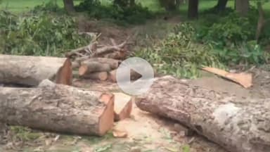 नवाबगंज: बेरी गांव में वनमाफियाओं ने बिना अनुमति के प्रतिबंधित वृक्ष को काटकर किया धराशाही, वन विभाग ने की कार्रवाई